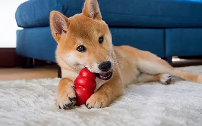 Jouets pour animaux