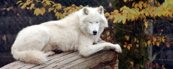 loup arctique